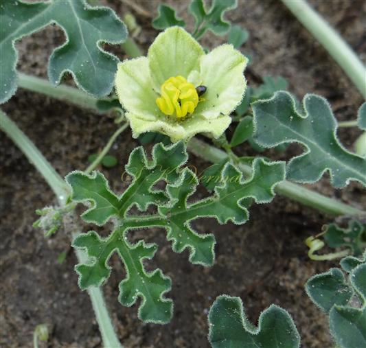  Male flower